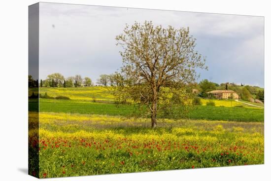 Lonely tree. Tuscan meadow with a farm. Yellow mustard plants and red poppies. Tuscany, Italy.-Tom Norring-Premier Image Canvas