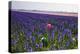 Lonesome Pink Tulip in Field of Purple Hyacinths-Colette2-Premier Image Canvas