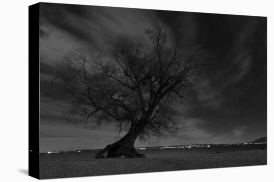 Lonesome Tree at a Lake-Jurgen Ulmer-Premier Image Canvas