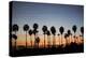 Long Beach Palm Trees-John Gusky-Premier Image Canvas