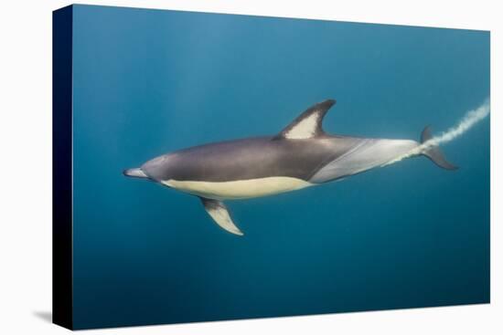 Long-Beaked Common Dolphin at Sardine Run, Eastern Cape, South Africa-Pete Oxford-Premier Image Canvas