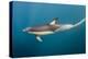 Long-Beaked Common Dolphin at Sardine Run, Eastern Cape, South Africa-Pete Oxford-Premier Image Canvas