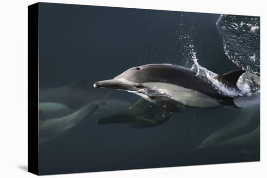 Long-beaked Common Dolphin (Delphinus capensis) surfacing in the Gulf of California-Michael Nolan-Premier Image Canvas