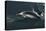 Long-beaked Common Dolphin (Delphinus capensis) surfacing in the Gulf of California-Michael Nolan-Premier Image Canvas