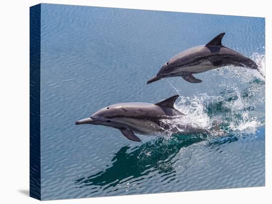 Long-beaked common dolphins (Delphinus capensis), leaping, Isla San Pedro Esteban-Michael Nolan-Premier Image Canvas