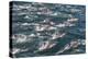 Long-beaked common dolphins, Sea of Cortez, Baja California, Mexico-Art Wolfe-Premier Image Canvas