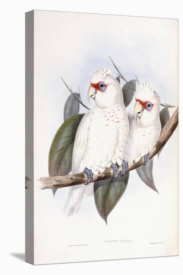 Long-Billed Cockatoo-John Gould-Premier Image Canvas