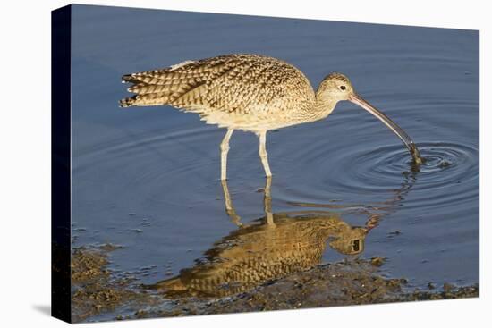 Long-Billed Curlew Catchs a Clam-Hal Beral-Premier Image Canvas