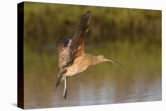 Long-Billed Curlew Landing-Hal Beral-Premier Image Canvas