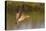 Long-Billed Curlew Landing-Hal Beral-Premier Image Canvas