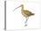 Long-Billed Curlew (Numenius Americanus), Birds-Encyclopaedia Britannica-Stretched Canvas