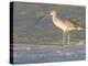 Long-Billed Curlew on North Beach at Fort De Soto Park, Florida, USA-Jerry & Marcy Monkman-Premier Image Canvas