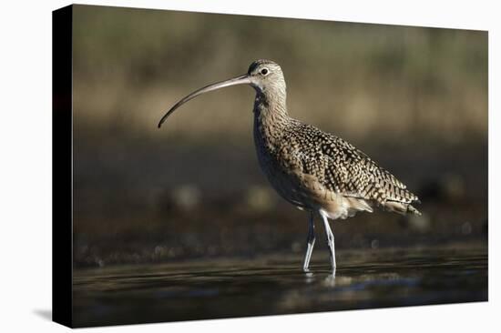 Long-billed Curlew wading, North America-Tim Fitzharris-Stretched Canvas
