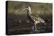 Long-billed Curlew wading, North America-Tim Fitzharris-Stretched Canvas