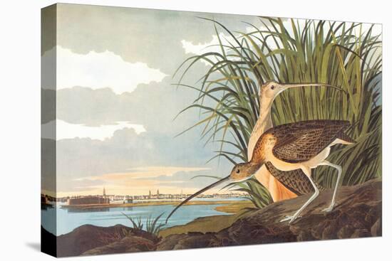 Long-Billed Curlew-John James Audubon-Stretched Canvas