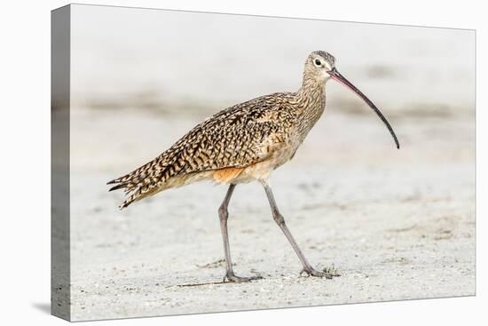 Long Billed Curlew-Shelley Lake-Stretched Canvas