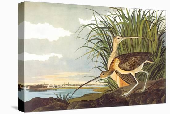 Long-Billed Curlew-John James Audubon-Stretched Canvas