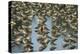 Long-billed Dowitcher flock sleeping in shallow water, North America-Tim Fitzharris-Stretched Canvas