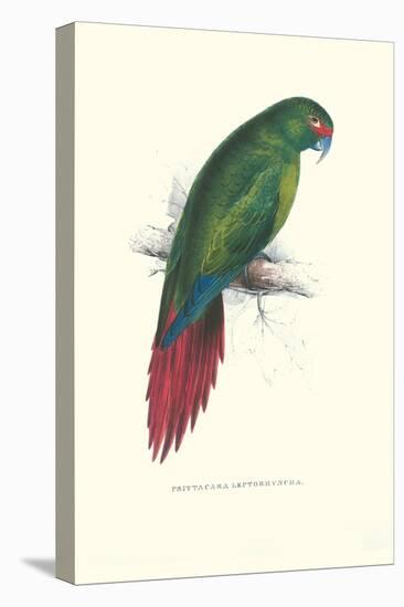 Long Billed Parakeet Macaw Enicogaathus Leptorhynchus Araucaria-Edward Lear-Stretched Canvas