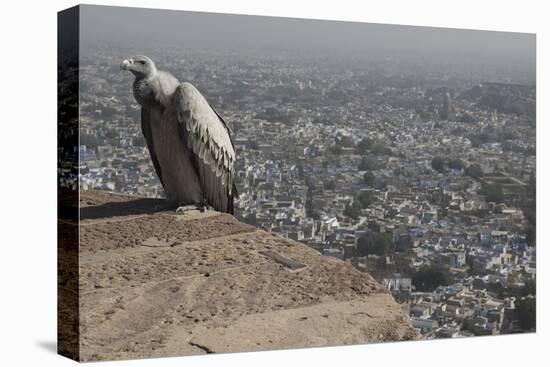 Long-Billed Vulture (Gyps Indicus)-Bernard Castelein-Premier Image Canvas