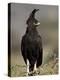 Long-Crested Eagle, Samburu National Reserve, Kenya, East Africa, Africa-James Hager-Premier Image Canvas