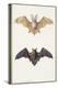 Long-Eared Bat and a Common Bat, 1834-Edouard Travies-Premier Image Canvas