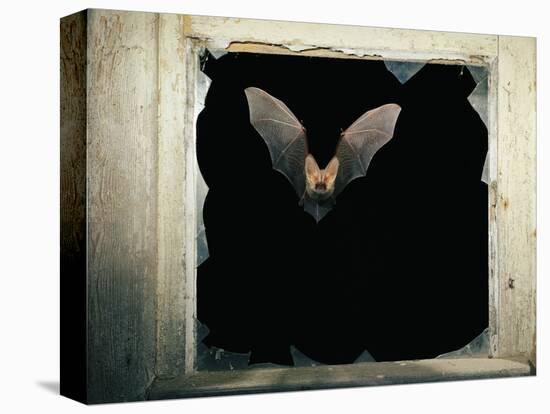 Long Eared Bat-null-Premier Image Canvas