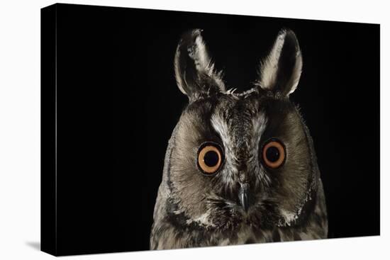 Long Eared Owl (Asio Otus) at Night, Perched on Oak Tree Snag-Solvin Zankl-Premier Image Canvas