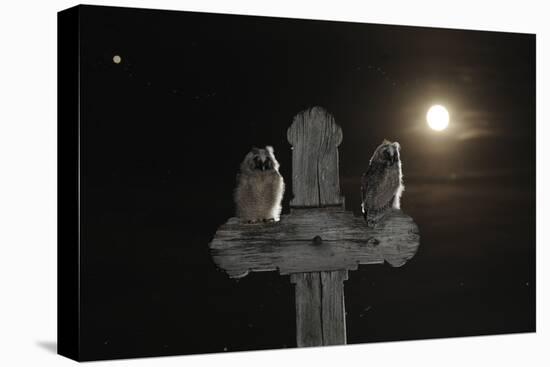 Long Eared Owl (Asio Otus) Chicks Perched on a Cross-Bence Mate-Premier Image Canvas