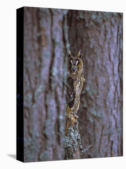 Long Eared Owl (Asio Otus) in Winter, Scotland, UK, Europe-David Tipling-Premier Image Canvas