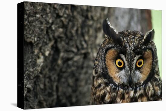 Long-Eared Owl with Suprised Expression-W. Perry Conway-Premier Image Canvas