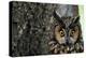 Long-Eared Owl with Suprised Expression-W. Perry Conway-Premier Image Canvas