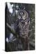 Long-eared Owl-Ken Archer-Premier Image Canvas