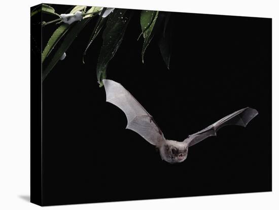 Long Fingered Bat in Flight (Myotis Capaccinii) Europe-null-Premier Image Canvas