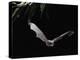 Long Fingered Bat in Flight (Myotis Capaccinii) Europe-null-Premier Image Canvas