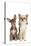 Long-Haired and Short-Haired Chihuahua in Studio-null-Premier Image Canvas