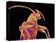 Long-horned beetle-Micro Discovery-Premier Image Canvas