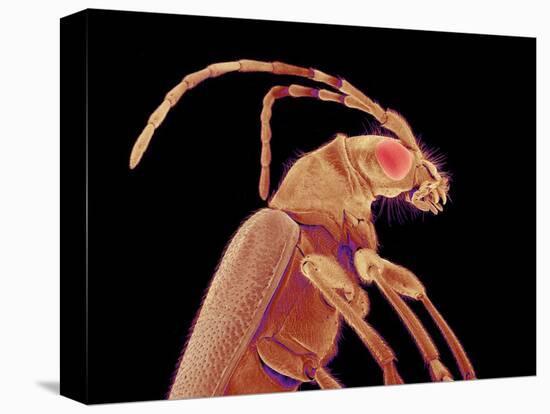 Long-horned beetle-Micro Discovery-Premier Image Canvas