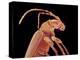 Long-horned beetle-Micro Discovery-Premier Image Canvas