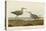 Long-Legged Sandpiper-John James Audubon-Stretched Canvas