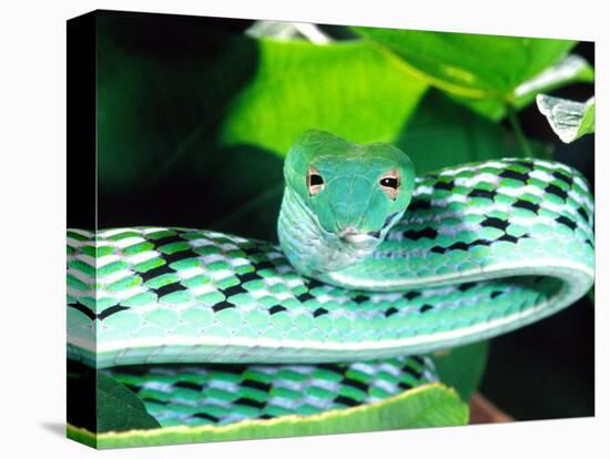 Long-nose Vine Snake, Native to SE Asia-David Northcott-Premier Image Canvas