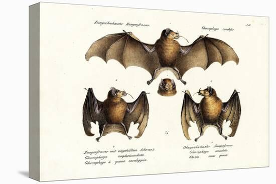 Long-Nosed Bat, 1824-Karl Joseph Brodtmann-Premier Image Canvas