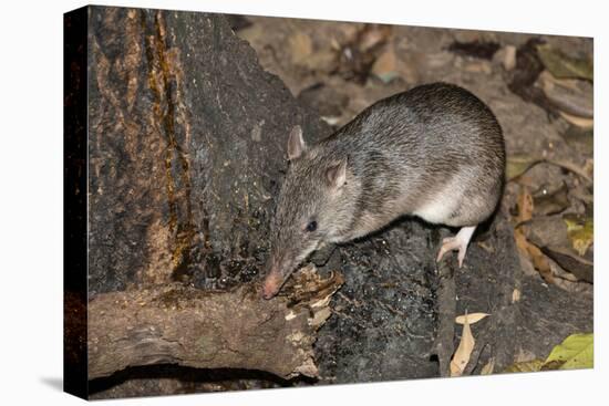 Long-Nosed Potaroo (Potorous Tridactylus) a Small Rodent Like Marsupial-Louise Murray-Premier Image Canvas