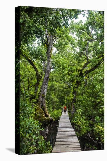 Long pier over a swamp, Kosrae, Federated States of Micronesia, South Pacific-Michael Runkel-Premier Image Canvas