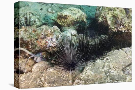 Long-Spined Sea Urchins (Diadema Antillarum)-Reinhard Dirscherl-Premier Image Canvas