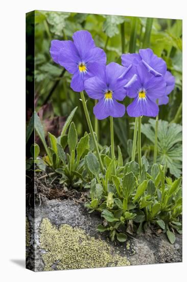 Long-Spurred Violet (Viola Calcarata) in Flower, Val Veny, Italian Alps, Italy, June-Philippe Clement-Premier Image Canvas