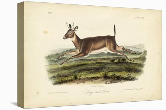 Long-tailed Deer-John James Audubon-Stretched Canvas