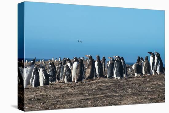 Long-tailed gentoo penguin colony (Pygoscelis papua), Saunders Island, Falklands, South America-Michael Runkel-Premier Image Canvas