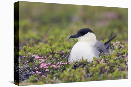 Long-Tailed Jaeger Sitting on Nest-Ken Archer-Premier Image Canvas