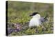 Long-Tailed Jaeger Sitting on Nest-Ken Archer-Premier Image Canvas